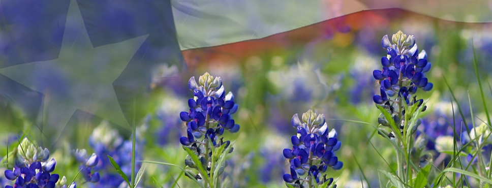 Texas Flag, Bluebonnets in Brenham Texas.